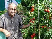 Milan Syrovátka z Českých Budějovic ukazuje svou letošní úrodu rajčat.