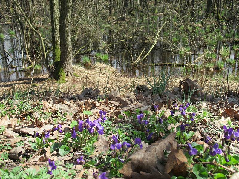 Přírodní rezervace leží na severozápadním okraji Českých Budějovic a má rozlohu 245,8 ha. Zahrnuje čtyři rybníky, mokřady a louky. Vyznačuje se bohatou a unikátní faunou i flórou.