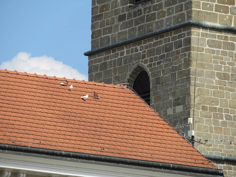 Problém s holuby v Českých Budějovicích by mohl vyřešit holubník. Podívejte se, kolik jich je na náměstí Přemysla Otakara II.