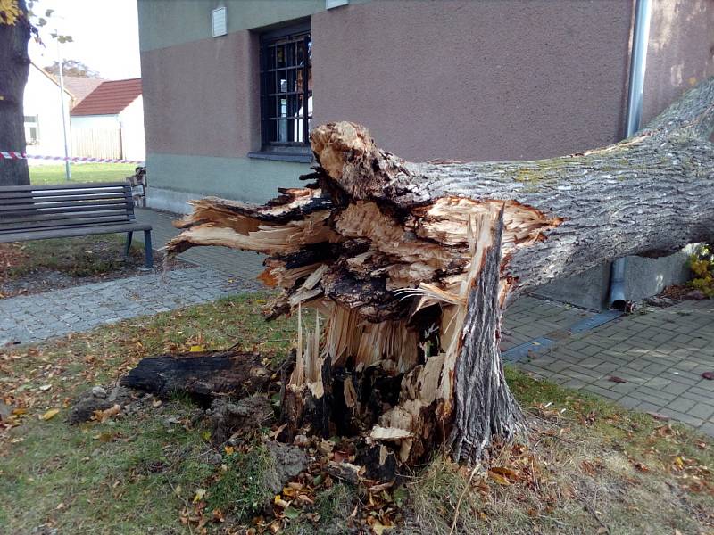 Silný vítr, který místy ve čtvrtek 21. října 2021 v České republice překročil i rychlost 100 km/h, vyvrátil lípu u hospody v Jamném, jež patří pod Boršov nad Vltavou.