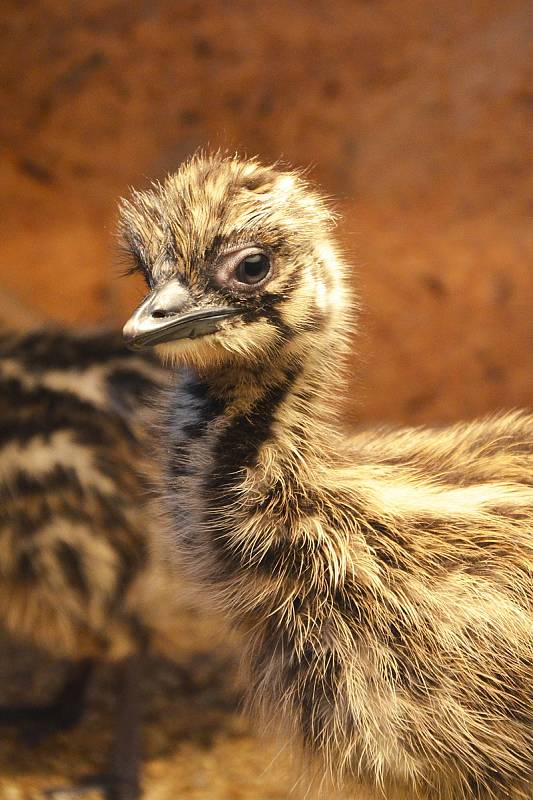 Emu hnědý v ZOO Tábor