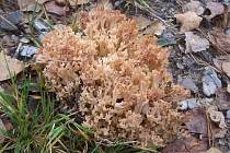 Vzácná houbička z Bavorského lesa.