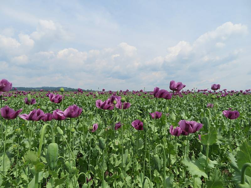 Fialová nádhera. Rostliny kvetoucího máku přitahují fotografy. Barevné lány lze obdivovat i na Táborsku.