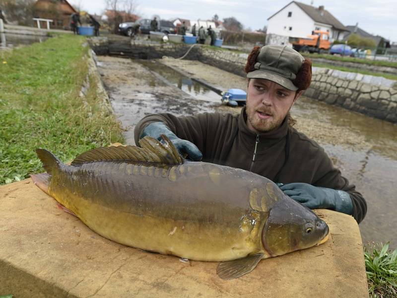 Amurský lysec. Nové rybí plemeno je odolnější vůči nemocem. Zamíří i do prodeje.