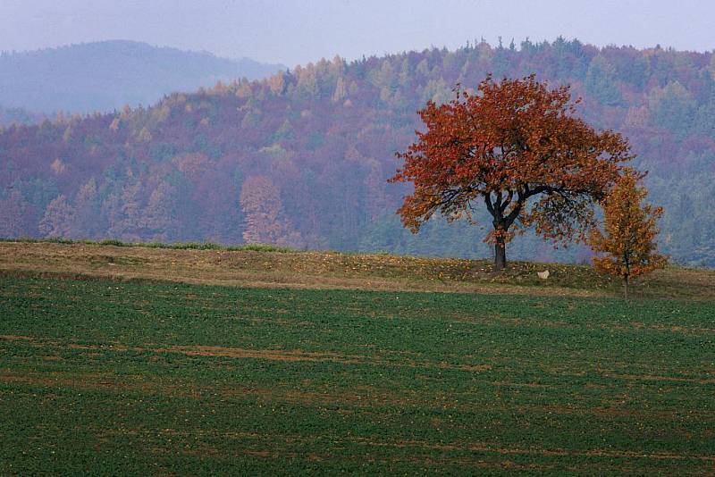 Poslední barevné podzimní dny. Podzimní krajina poblíž Brlohu.