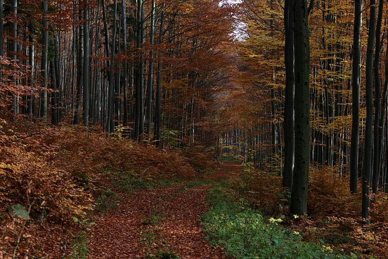 Poslední barevné podzimní dny. Bučina poblíž Kuklova na Českokrumlovsku.