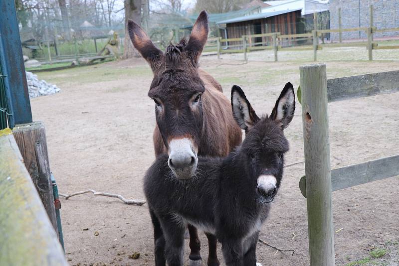 Zoo Ohrada v Hluboké nad Vltavou otevřena. Oslík domácí se narodil ve čtvtek minulý týden.