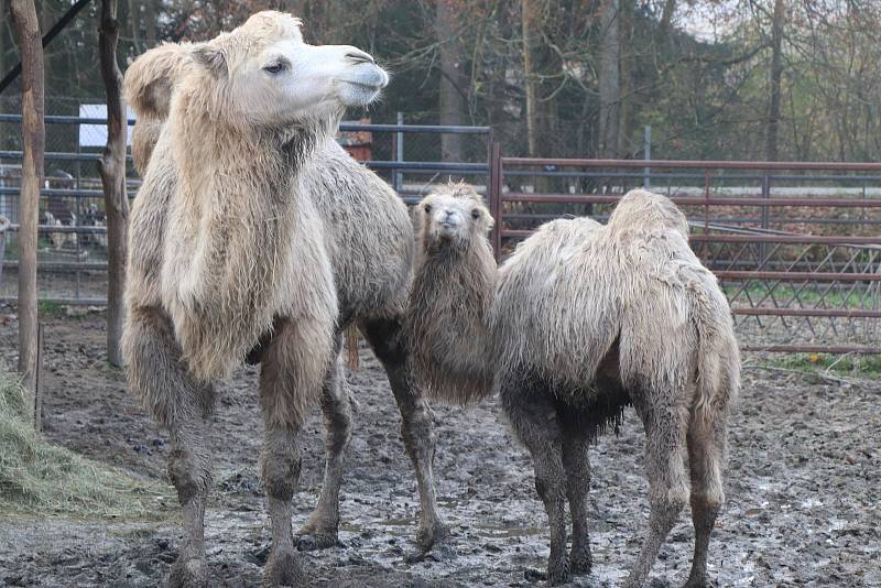 Zoologická zahrada Dvorec u Borovan