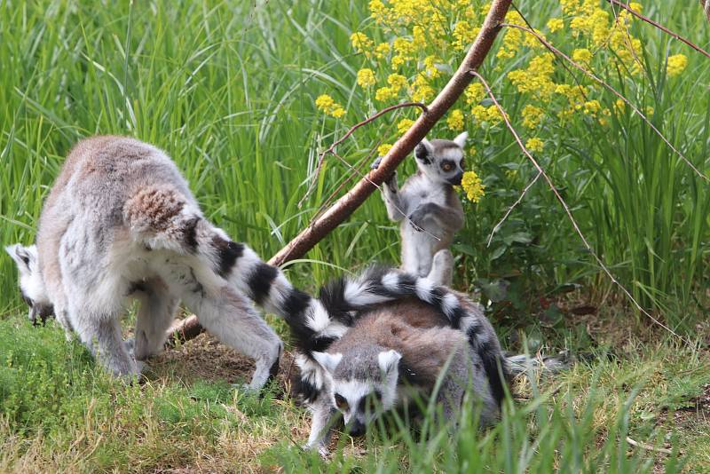 Jihočeská zoologická zahrada Hluboká