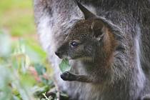 Mezi nejsledovanější letošní mláďata v hlubocké zoo patří dvě čerstvé ratolesti australských vačnatců, klokanů rudokrkých. Zatím si stále užívají v rodičovském vaku.