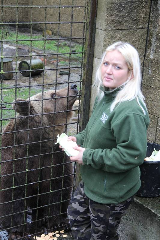 Krmení medvěda v zoo Dvorec u Borovan