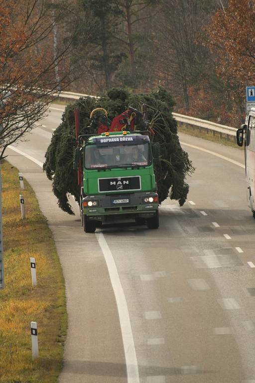 Na náměstí Přemysla Otakara II. přijela jedle douglaska.