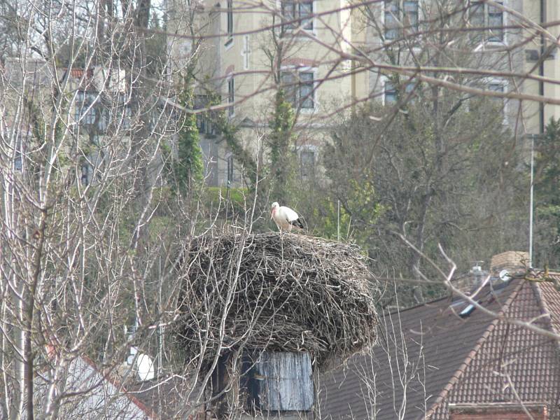 Čápi v Hluboké nad Vltavou. Zahradnictví.