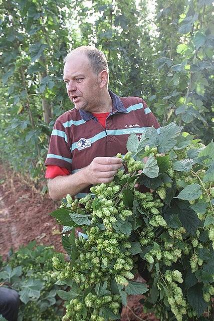 Na chmelnici v Blšanech u Žatce v pátek ráno sklidili 800 kilogramů čerstvého chmele pro Budějovický Budvar. Za pár hodin se z něj začalo vařit speciální prémiové pivo.