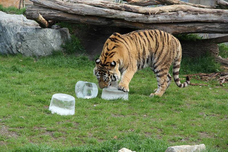 Některá zvířata hlubocké zoo si užívají v těchto dnech příjemné osvěžení.