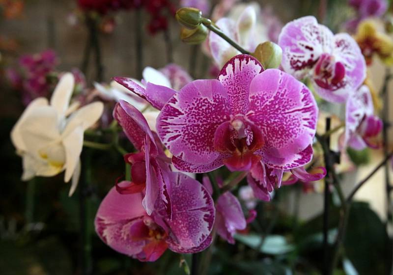 Orchideje, ale i sukulenty a další exotické rostliny nyní zdobí budovu Jihočeského muzea v Českých Budějovicích.