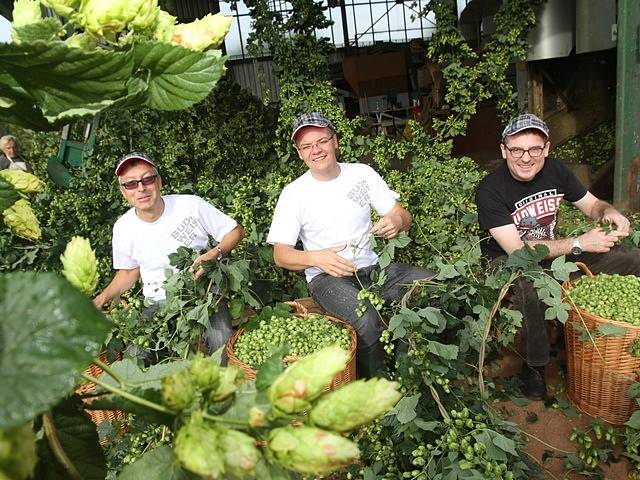 Na chmelnici v Blšanech u Žatce v pátek ráno sklidili 800 kilogramů čerstvého chmele pro Budějovický Budvar. Za pár hodin se z něj začalo vařit speciální prémiové pivo.