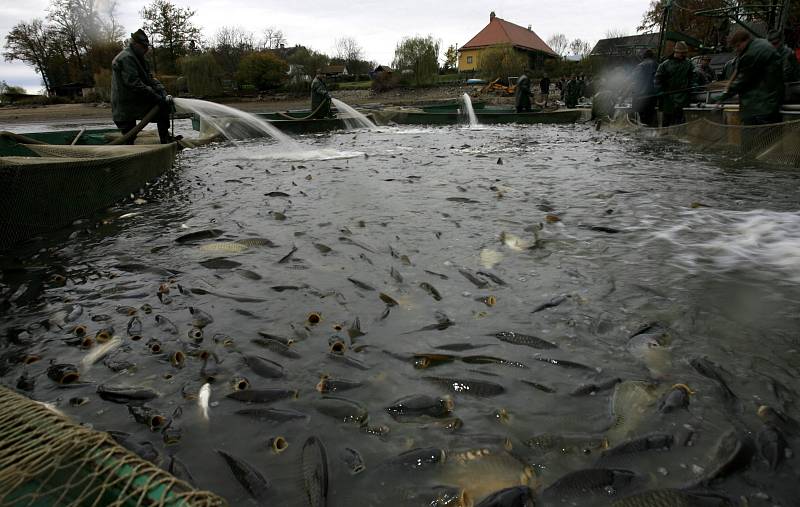 Výlov rybníka Bezdrev třetího největšího ČR. V  produkci ryb se však řadí mezi první. Rybník dostal svůj název dle toho, že původní bažina byla beze stromů, tzv. bez drev. Výlov potrvá do pátku. 