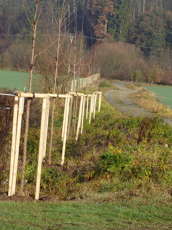 Ve středu se v Hluboké nad Vltavou uskutečnilo slavnostní otevření projektu "Výsadba dřevin Pod Pilou - Barokní kříž v lokalitě na Křesíně. Toho se účastnily i děti zde zdejší mateřské školy.