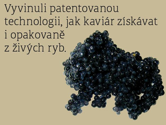 Jižní Čechy - věda je tu doma. Jihočeský kaviár z živých jeseterů.