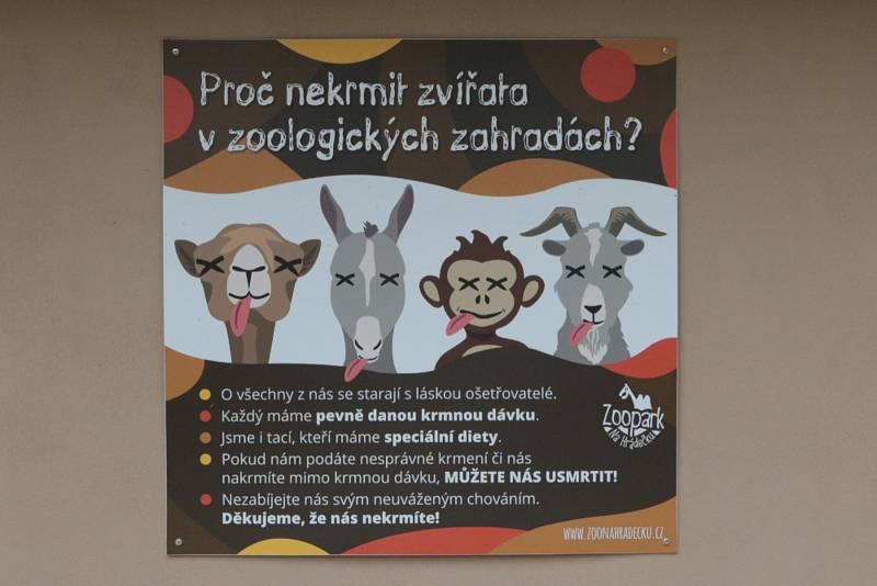 Zoo Na Hrádečku se ředitelkou Romanou Albrechtovou se věnuje chovu velbloudů již 10 let.