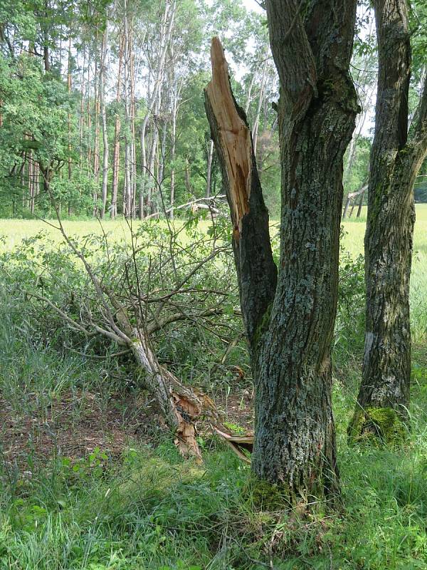 Nejhorší situace je kolem Želče na Soběslavsku, kde noční bouřky v noci na středu 30. června lámaly stromy. Jeden skončil v lese na vysokém vedení.