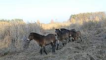 V rámci projektu Česká krajina byli vypuštěni do dalších rezervací ve volné přírodě divocí koně.