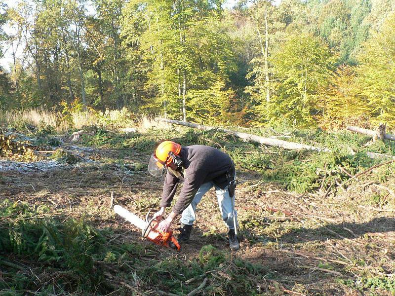 Dřevaři nemají v lese na růžích ustláno. Start pily. Pokus číslo dvě.