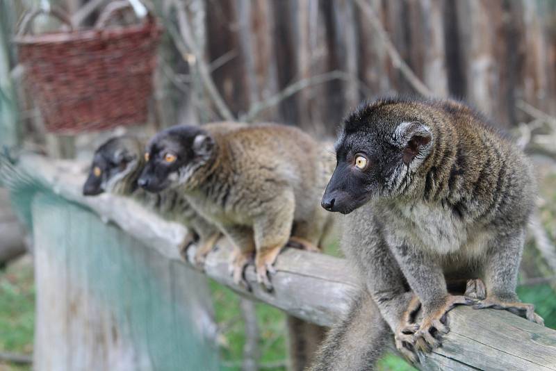 Lemur hnědý ze zoo Dvorec u Borovan.