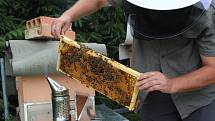 Českobudějovičtí včelaři otevírají nový kurz pro začínající včelaře, Včelařem na zkoušku.