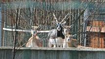 S příchodem jara se v ZOO Hluboká nad Vltavou narodila první mláďata: lemuří dvojčata, malý kočkodan husarský (první letošní mládě) nebo jehňata ouessantských ovcí. Na snímku antilopy jelení.