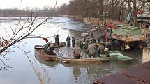 Rybáři v první jarní den lovili rybník Vrbenský nový u Českých Budějovic, který slouží převážně jako komorový, tedy k zimování ryb před vysazením do hlavních rybníků. 