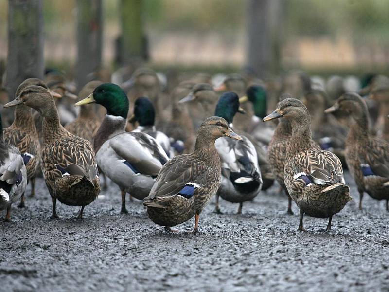 V chovu divokých kachen v Třebíně zjistili ptačí chřipku. Virus ptačí chřipky potvrdili ve čtvrtek vpodvečer veterináři na Českobudějovicku. Nakažené jsou kachny z chovu společnosti Lesy a rybníky města České Budějovice.