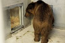 Medvěd plavý, nejmenší a velmi vzácný poddruh medvěda hnědého, je novým obyvatelem Zoo Ohrada. Dorazil po dlouhé cestě z Ruska.