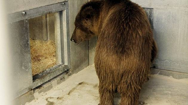 Medvěd plavý, nejmenší a velmi vzácný poddruh medvěda hnědého, je novým obyvatelem Zoo Ohrada. Dorazil po dlouhé cestě z Ruska.