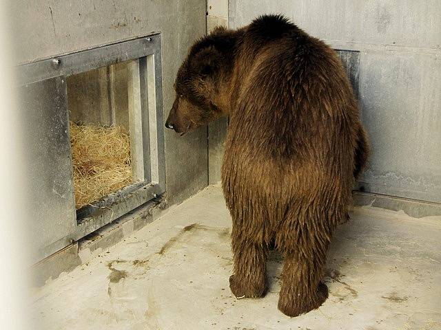 Medvěd plavý, nejmenší a velmi vzácný poddruh medvěda hnědého, je novým obyvatelem Zoo Ohrada. Dorazil po dlouhé cestě z Ruska.