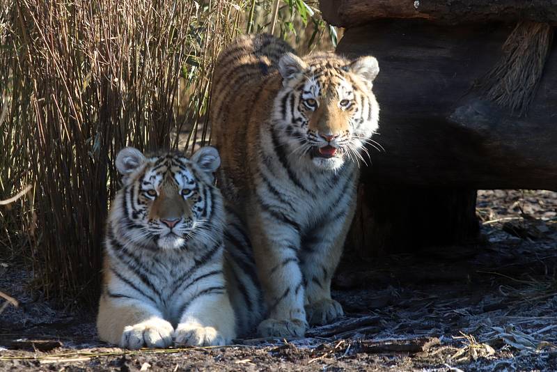 Tygřata v ZOO Ohrada v Hluboké nad Vltavou ve výběhu pěkně řádí.