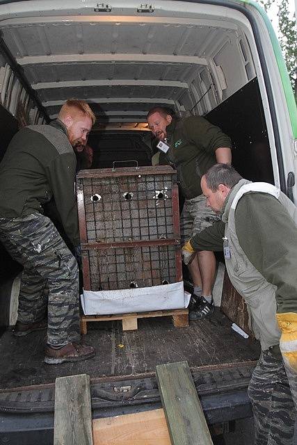 Medvěd plavý, nejmenší a velmi vzácný poddruh medvěda hnědého, je novým obyvatelem Zoo Ohrada. Dorazil po dlouhé cestě z Ruska.