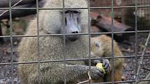 Zoo Dvorec čelí v době covidu velkým ztrátám, zvířatům chybí lidská přítomnost