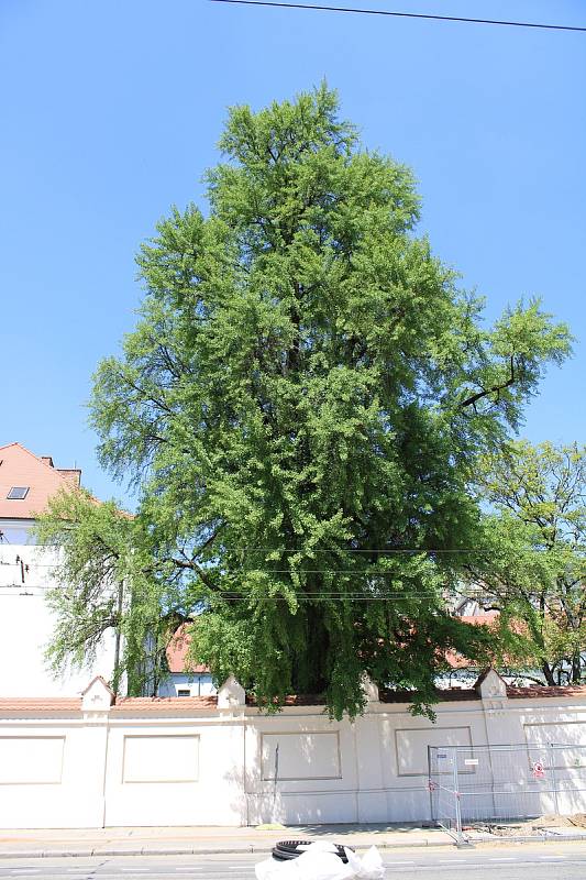 Ve finále ankety Strom roku 2022 je jinan z Mendlova náměstí v Brně.