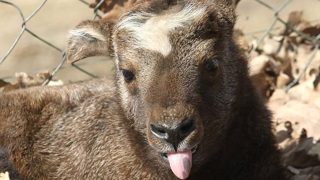 Mládě takina indického v brněnské zoo.