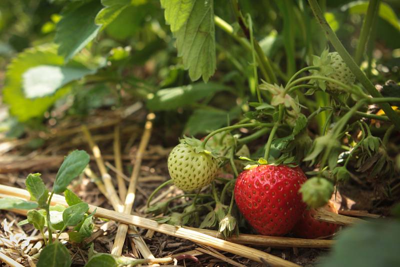 Zhruba o deset dní později než loni si mohli lidé natrhat první jahody na plantážích na Brněnsku. 