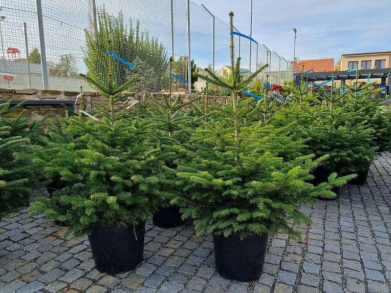 Z široké nabídky mohou letos vybírat milovníci přírodních vánočních stromků. Prodejci nabízí smrky, jedle i borovice