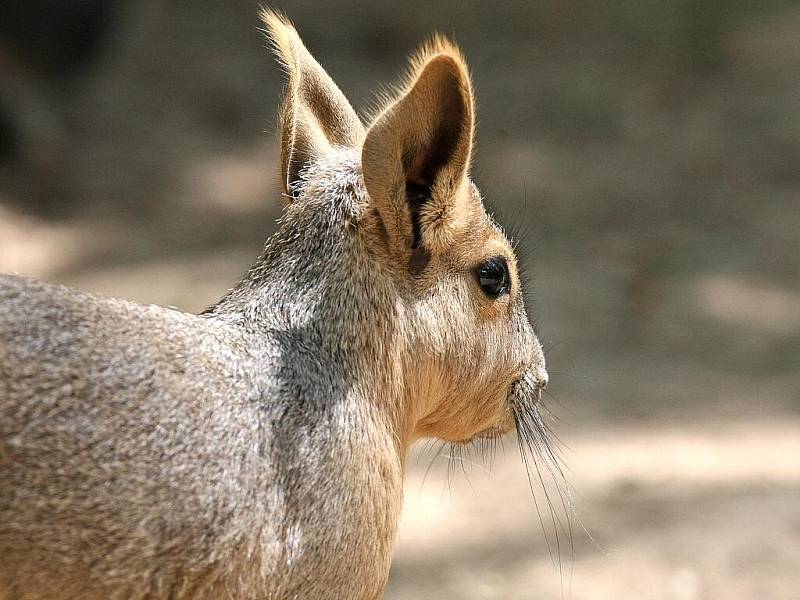 V brněnské zoo se narodilo mládě mary stepní.