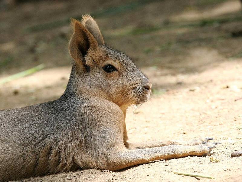 V brněnské zoo se narodilo mládě mary stepní.