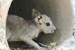 V brněnské zoo se narodilo mládě mary stepní.