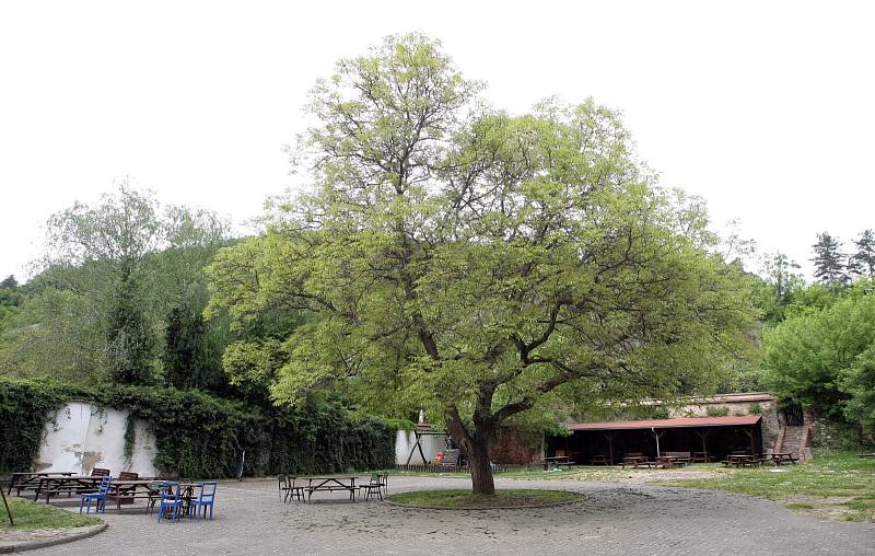 Ve dvoře barokního domu je zahrádka kavárny, která často láká na festivaly nebo jiné kulturní akce. Lidé se bojí, že o ně kvůli novým bytům přijdou. 