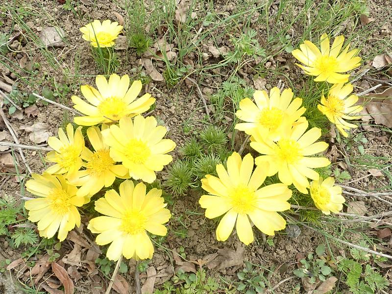 Botanická zahrada je otevřena a rozkvétá