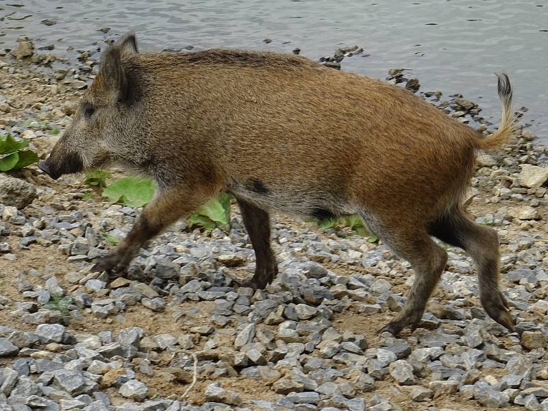 Obora Holedná nabízí příjemnou procházku i pohled na volně žijící zvířata.