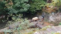 V brněnské zoo lidé oslavili Světový den zvířat.